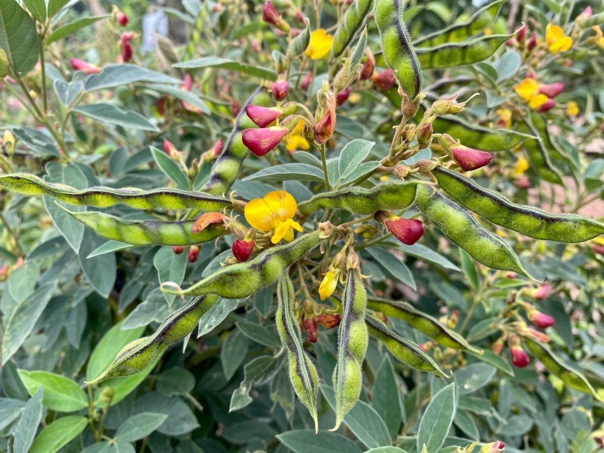 Pigeon Pea (Arhar/Tur)